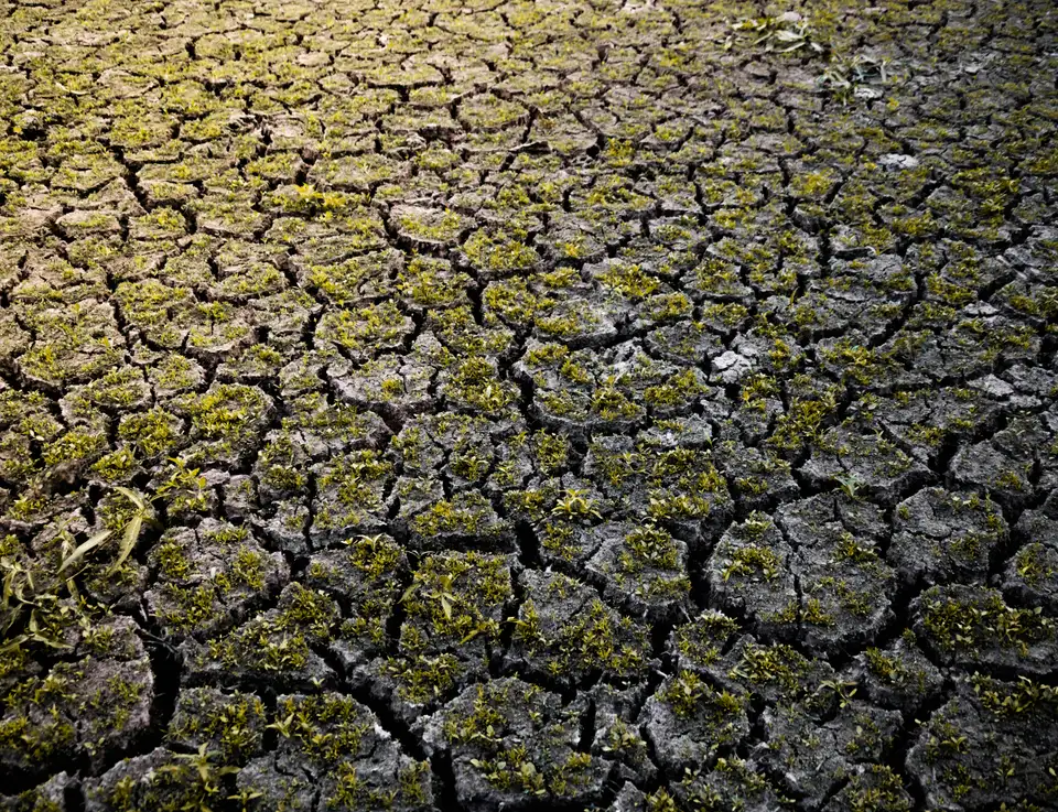 Dry, cracked soil with small seedlings